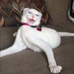 Meet your Posher, Renata